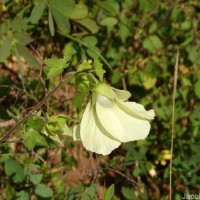 Hibiscus vitifolius L.